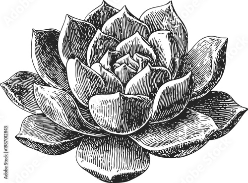 Detailed black and white succulent plant illustration, botanical drawing of echeveria flower