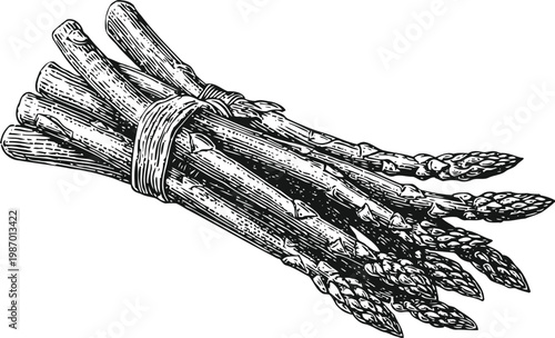 Bundle of fresh asparagus spears tied with string, hand drawn botanical illustration