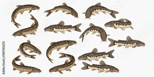 Set of loach fish illustrations in various swimming poses on transparent background.