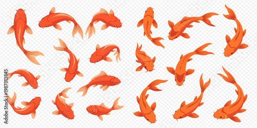 Set of beautiful orange koi fish in various swimming positions, top view of Japanese carp, isolated on transparent background.