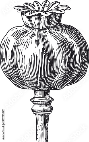 Illustration of dried poppy seed capsule isolated on white background, botanical vintage engraving