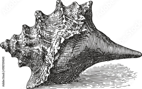 Detailed black and white engraving of a conch shell with textured ridges and shadows