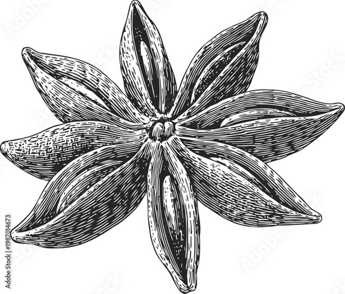 hand drawn star anise spice illustration detailed engraved botanical seed design