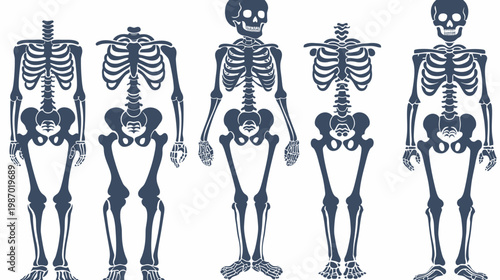 Stylized depictions of the human skeletal system, various poses, dark blue, on a white background