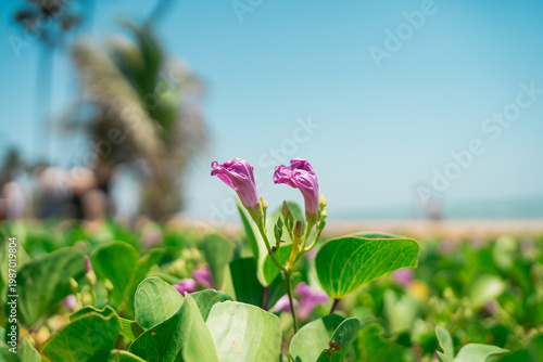 Vibrant Pink Flowers Blooming Amid Lush Green Leaves on a Bright Sunny Day by the Beach in Tropical Landscape