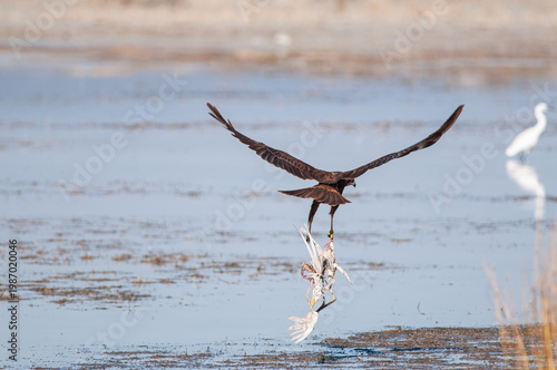 Slika na platnu A Western Marsh Harrier carries its prey in its talons over shallow waters