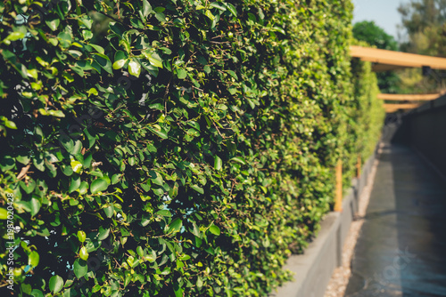 Lush Green Hedge Creating Privacy Barrier Along Stylish Pathway in Modern Garden Setting with Wooden Features and Sunlight Casting Gentle Shadows