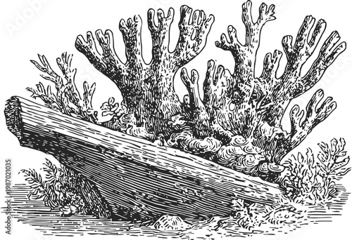 Vintage engraving of old wooden shipwreck underwater with coral reef and marine growth illustration
