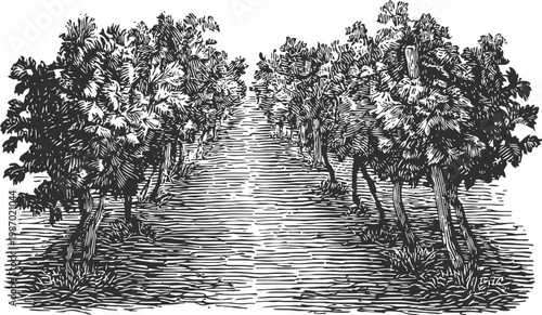 vineyard rows with grapevines and leaves in black and white vintage engraving