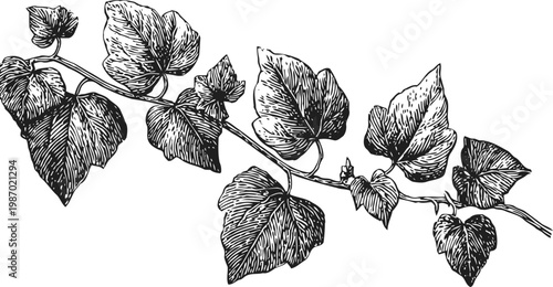 Detailed black and white illustration of a grapevine branch with leaves and tendrils