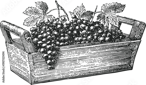 Basket of fresh grapes with leaves in woven wooden container, vintage hand drawn food illustration