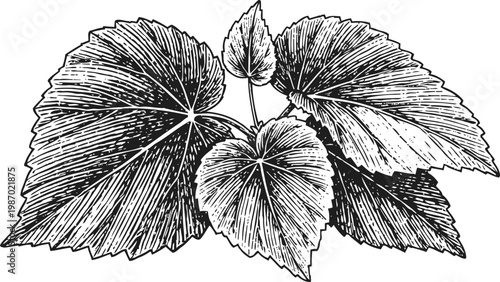 Detailed black and white illustration of grapevine leaves with intricate veins and texture