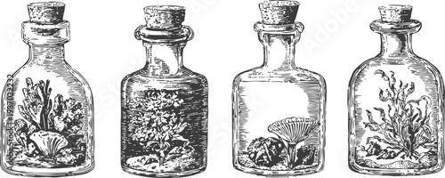 vintage glass bottles with dried seaweed and coral inside botanical marine specimen collection in glass containers