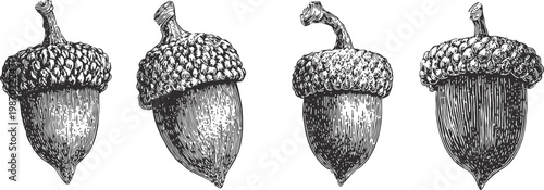 Hand drawn acorns set detailed oak nuts with textured caps autumn nature illustration in vintage engraving
