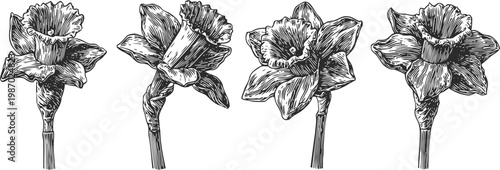 Detailed black and white daffodil flowers set with stems and petals in vintage engraving botanical illustration