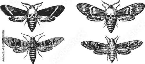 Four detailed black and white drawings of death's head hawkmoth moth with skull pattern on thorax insects collection