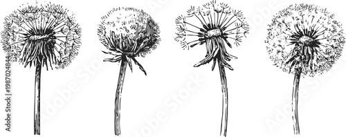 Detailed black and white dandelion illustration set with delicate seeds and stems isolated on white background