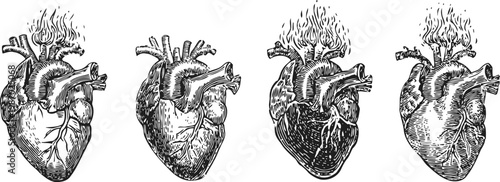 detailed black ink anatomical human heart illustration set with flames, vintage medical engraving