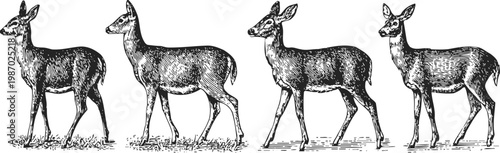 vintage black and white deer illustration set four side view animals standing, sketch drawing wildlife collection