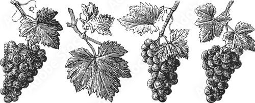 hand drawn black and white grapevine illustrations with detailed leaves and grape clusters