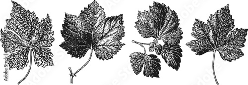 Four detailed hand drawn grapevine leaves with intricate veins and stems, vintage botanical illustration