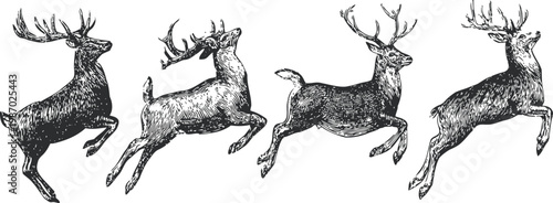 vintage hand drawn deer illustrations four different stag poses with antlers and detailed fur texture