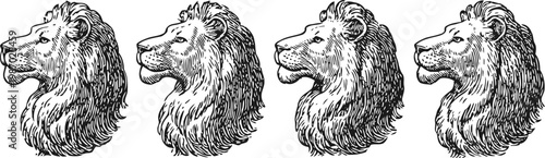 hand drawn majestic lion heads in profile vintage animal illustrations with detailed mane and fierce expression