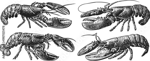 Detailed vintage lobster illustrations showing different angles for seafood culinary art and ocean wildlife design