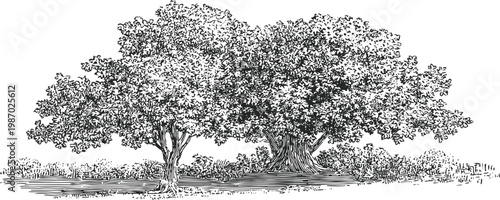 Detailed ink drawing of two oak trees with dense foliage and textured bark in natural landscape