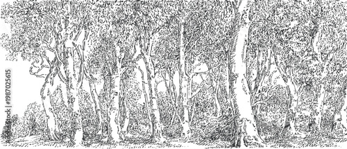 Dense forest with tall trees detailed black and white ink drawing nature landscape illustration
