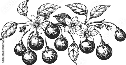 Black and white botanical illustration of cherry branch with flowers and ripe fruits
