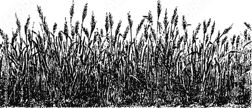 wheat field with dense tall stalks and ears, agricultural grain crops in detailed black illustration
