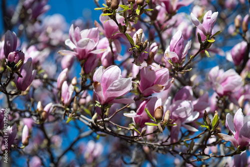 Magnolia soulangeana in full bloom. Many pink and white flowers on a tree on a sunny spring day.