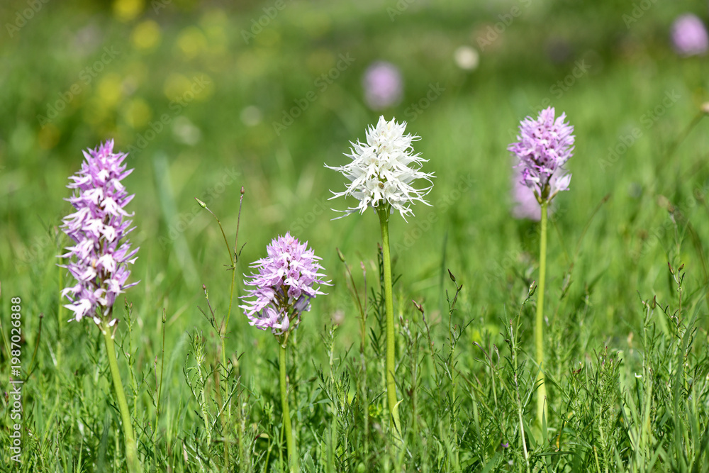 Fototapeta premium A wide macro shot showing a rare white albino Orchis italica growing naturally between several common pink Italian orchids in a lush green meadow in rural Cyprus.