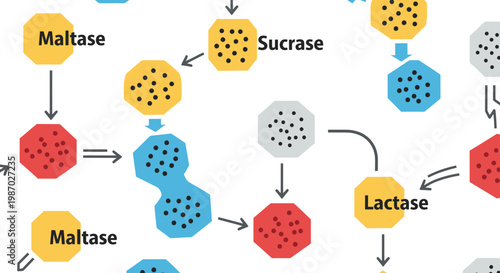 Enzymatic Hydrolysis Process Diagram Vector Illustration Featuring Maltase Sucrase and Lactase Enzyme Catalysis Mechanism for Biochemistry and Molecular Biology Education