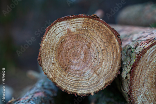Tree log cross section with visible growth rings