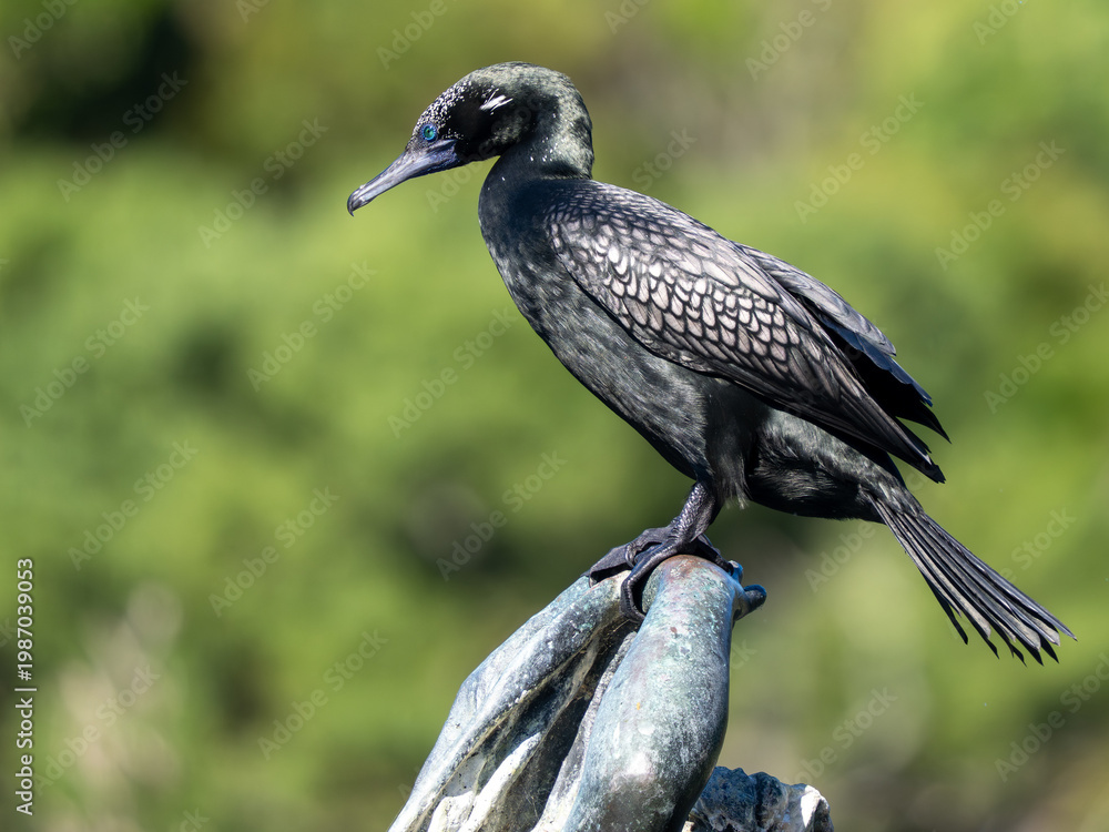 Fototapeta premium Kormoran
