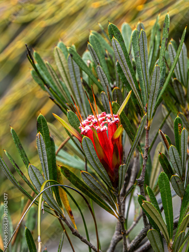 Blüte