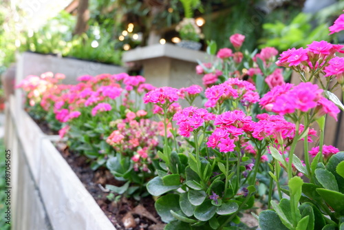flower, pink, garden, nature, spring, blossom, plant, flowers, bloom, summer, purple, beauty, color, red, floral, leaf, flora, field, blooming, season, colorful, white, petal, park, gardening