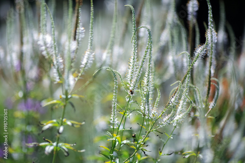 Blooming Veronica (veronicastrum VirginicumJ