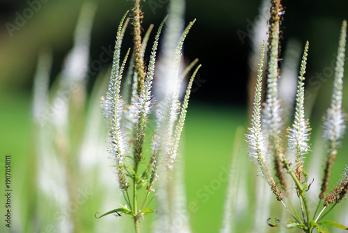 Blooming Veronica (veronicastrum VirginicumJ