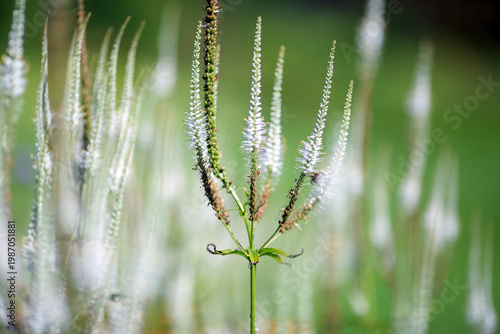 Blooming Veronica (veronicastrum VirginicumJ