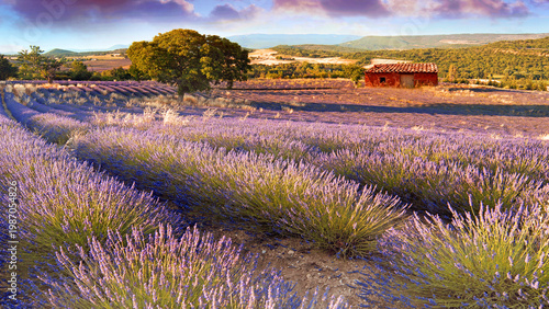 Φωτογραφία Lavender field in Provence	, France