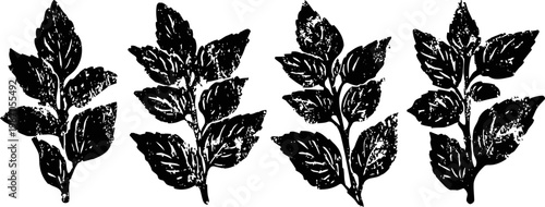 black and white botanical illustrations of four leafy branches in vintage