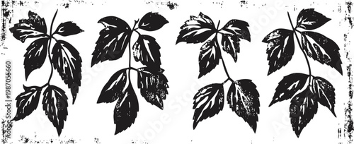 black silhouette of four distinct grapevine leaves with detailed veins and stems isolated on white