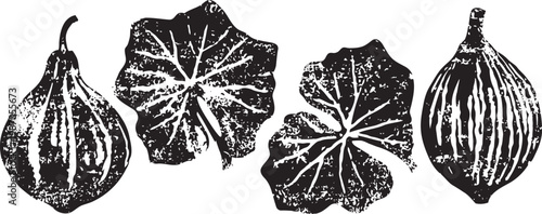 Vintage botanical illustration of fig fruits and leaves detailed monochrome drawing