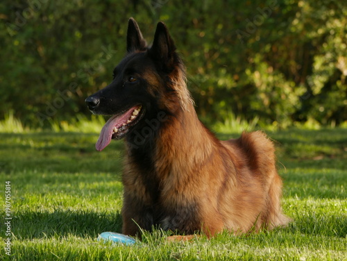 фотографія Beautiful portrait of a belgian tervueren shepherd dog resting after playing with its toy