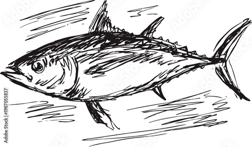 Hand drawn tuna fish illustration with dynamic sketch lines, marine wildlife, ocean creature drawing