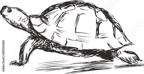 hand drawn turtle sketch in black ink, detailed reptile illustration with textured shell and limbs