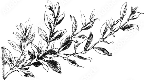 delicate botanical illustration of a leafy branch with detailed natural leaves and stems